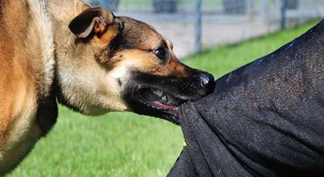 Aligarh Dog Bite Case