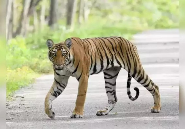 Lucknow News Tiger