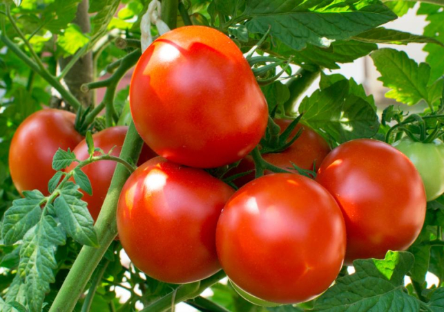 Tomato Price Hike