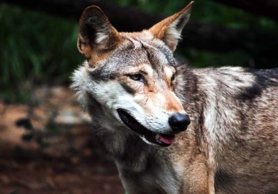 Lame wolf