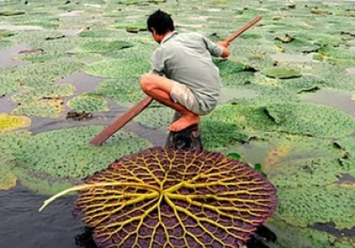 Makhana cultivation