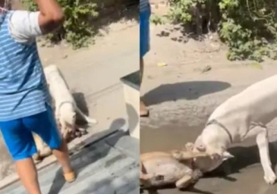 Noida Pitbull Dog