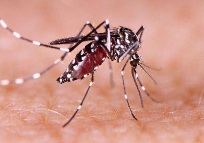 Dengue